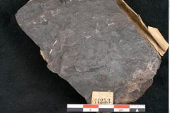 Foto (Detailansicht) von Lycopodites selaginoides Sternbg. (NHMW-GEO-2024-0188-11253)